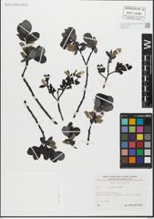 Foto von Salix glabra Scop.